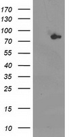 Anti-ADAMTS1 antibody IHC of human testis, vessels. Immunohistochemistry of formalin-fixed, paraffin-embedded tissue after heat-induced antigen retrieval.