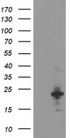Anti-GDF15 antibody IHC of human placenta. Immunohistochemistry of formalin-fixed, paraffin-embedded tissue after heat-induced antigen retrieval. Antibody concentration 5ug/ml.