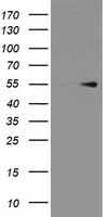 Anti-SLC22A17 antibody IHC of human brain, cerebellum. Immunohistochemistry of formalin-fixed, paraffin-embedded tissue after heat-induced antigen retrieval. Antibody concentration 2ug/ml.