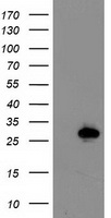 Anti-STMN2 antibody IHC of human small intestine, myenteric plexus. Immunohistochemistry of formalin-fixed, paraffin-embedded tissue after heat-induced antigen retrieval. Antibody concentration 5ug/ml.