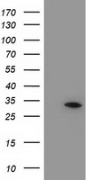 WB using Anti-PCNA antibody shows detection of PCNA protein in HEK293 (lane 1) and Jurkat (lane 2) whole cell extracts. The primary antibody diluted to 1:1000. The membrane was washed and reacted with a 1:10,000 dilution of IRDye® 800 Conjugated Goat-anti-Rabbit IgG [H&L] MX10. Molecular weight estimation was made by comparison to prestained MW markers indicated at the right (lane M, 700 nm channel, red). Other detection systems will yield similar results.