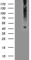 WB using Anti-Oct4 antibody shows detection of endogenous Oct4 in mouse embryonic fibroblast (MEF) cell lysate (lane 1) and HeLa nuclear extract (HN) (lane 2). The band at ~39 kDa (arrow head) corresponds to Oct4. After transfer, the membrane was blocked with 5% BSA. Primary antibody was used at a 1:1,000 dilution in PBS containing 5% BSA. The specificity of the antibody was confirmed by peptide competition which blocks reaction of the antibody with Oct4 (lanes 3 and 4, respectively).