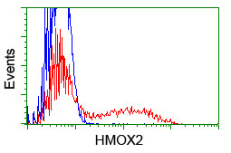 HEK293T cells were transfected with the pCMV6-ENTRY control (Left lane) or pCMV6-ENTRY EIF2B3 (RC223570, Right lane) cDNA for 48 hrs and lysed. Equivalent amounts of cell lysates (5 ug per lane) were separated by SDS-PAGE and immunoblotted with anti-EIF2B3. Positive lysates LY412535 (100 ug) and LC412535 (20 ug) can be purchased separately from OriGene.