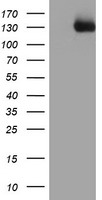 Western blot using affinity purified anti-FANCA antibody shows detection of FANCA only in FANCA transfected GM6914 cell lysates. No staining is seen in lysates prepared from FANCA (-/-) cells in the absence of FANCA transfection. Modified from Smogorzewska et al (2007) Cell 129, 289-301.