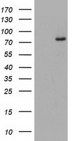 WB using Anti-PACRG antibody shows detection of a band ~40 kDa corresponding to human PACRG (arrowhead lane 1). Specific reactivity with this band is blocked when the antibody is pre-incubated with the immunizing peptide (lane 2). The primary antibody diluted to 1:1, 500 for 2h at RTfollowed by washes and reaction with a 1:10,000 dilution of IRDye800 conjugated Gt-a-Rabbit IgG [H&L] MX for 45 min at room temperature.
