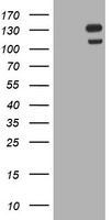 WB using Anti-GGA3 antibody shows detection of a band at ~110 kDa corresponding to GFP-GGA3 fusion protein present in a lysate of HEK293 cells over- expressing the recombinant protein (lane 2, arrowhead). Pre-incubation of antibody with immunizing peptide blocks specific staining (lane 3). MW markers are shown in lane 1 (700 nm channel - red).The primary antibody was diluted to 1:600.