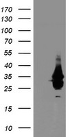Western blot using affinity purified anti-eIF3f antibody shows detection of endogenous eIF3f in lysates from both control HeLa cells (lane 1) and HeLa cells transformed with the kinase cdk11 (lane 2). Cdk11 is responsible for phosphorylating eIF3f in vivo. After SDS-PAGE and transfer, the membrane was probed with the primary antibody diluted to 1:200. This antibody recognizes both phosphorylated and non-phosphorylated eIF3f. Personal Communication, Jiaqi Shi, Univ. Arizona, Tucson, AZ.
