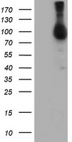 HEK293T cells were transfected with the pCMV6-ENTRY control (Left lane) or pCMV6-ENTRY ENPEP (RC210521, Right lane) cDNA for 48 hrs and lysed. Equivalent amounts of cell lysates (5 ug per lane) were separated by SDS-PAGE and immunoblotted with anti-ENPEP. Positive lysates LY419610 (100 ug) and LC419610 (20 ug) can be purchased separately from OriGene.