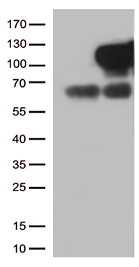 /assets/images/antibody/100/ta504507-1-w.jpg