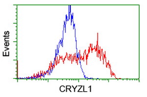 HEK293T cells were transfected with the pCMV6-ENTRY control (Left lane) or pCMV6-ENTRY DTNB (RC203798, Right lane) cDNA for 48 hrs and lysed. Equivalent amounts of cell lysates (5 ug per lane) were separated by SDS-PAGE and immunoblotted with anti-DTNB. Positive lysates LY405251 (100 ug) and LC405251 (20 ug) can be purchased separately from OriGene.