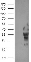 E2F4 antibody (0.3ug/ml) staining of A43 (A) and HeLa (B) lysates (35ug protein in RIPA buffer). Primary incubation was 1 hour. Detected by chemiluminescence.