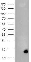 TLE1 Elisa with 1F9 Capture (TA600271) and 1D6 Detection (TA700270) Antibodies. Substrate used: Recombinant Human TLE1 (TP304037)