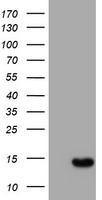 DPP3 Luminex Elisa with 2B12 Capture (TA600274) and 1C11 Detection (TA700276) Antibodies. Substrate used: Recombinant Human DPP3 (TP319658)