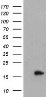 DEF6 Elisa with 3B2 Capture (TA600323) and 3C4 Detection (TA700323) Antibodies. Substrate used: Recombinant Human DEF6 (TP317877)