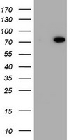 HEK293T cells were transfected with the pCMV6-ENTRY control (Left lane) or pCMV6-ENTRY MTIF3 (RC208533, Right lane) cDNA for 48 hrs and lysed. Equivalent amounts of cell lysates (5 ug per lane) were separated by SDS-PAGE and immunoblotted with anti-MTIF3. Positive lysates LY407210 (100 ug) and LC407210 (20 ug) can be purchased separately from OriGene.