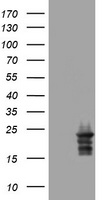 NFYB Antibody (N-term) (Cat. #TA324547) western blot analysis in A549 cell line lysates (35ug/lane).This demonstrates the NFYB antibody detected the NFYB protein (arrow).
