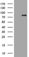 TAF7 Antibody (C-term) (Cat. #TA324561) western blot analysis in A549, Hela cell line lysates (35ug/lane).This demonstrates the TAF7 antibody detected the TAF7 protein (arrow).