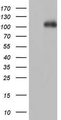 ENOA Antibody (N-term) (Cat. #TA324751) western blot analysis in U251, mouse C2C12, mouse NIH/3T3 cell line and mouse brain tissue lysates (35ug/lane).This demonstrates the ENOA antibody detected the ENOA protein (arrow).