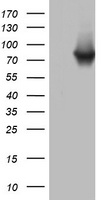 Western blot analysis of extracts from SK-BR-3 cell, untreated or treated with NRG, using phospho-mouse ERBB2-Y1140 (left) or mouse ERBB2 antibody (right).