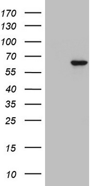 Western blot analysis of ATF2 phosphorylation expression in 293 whole cell lysates, The lane on the left is treated with the antigen-specific peptide.