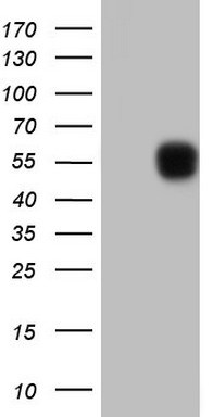 Human recombinant protein fragment corresponding to amino acids 241-568 of human TET3 (NP_659430) produced in E.coli.