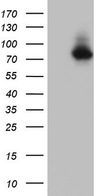 HEK293T cells were transfected with the pCMV6-ENTRY control (Left lane) or pCMV6-ENTRY NR4A3 (RC218250, Right lane) cDNA for 48 hrs and lysed. Equivalent amounts of cell lysates (5 ug per lane) were separated by SDS-PAGE and immunoblotted with anti-NR4A3. Positive lysates LY429326 (100ug) and LC429326 (20ug) can be purchased separately from OriGene.
