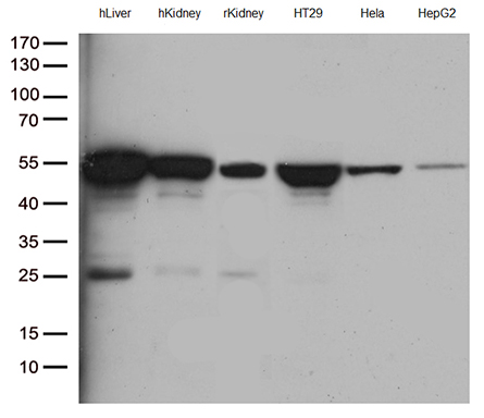 /assets/images/antibody/100/ta804902-8-w.jpg
