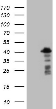 Western blot analysis of extracts of various cell lines, using MLST8 antibody.