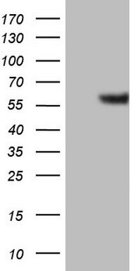 HEK293T cells were transfected with the pCMV6-ENTRY control (Left lane) or pCMV6-ENTRY NR0B2 (RC206422, Right lane) cDNA for 48 hrs and lysed. Equivalent amounts of cell lysates (5 ug per lane) were separated by SDS-PAGE and immunoblotted with anti-NR0B2 (1:2000). Positive lysates LY402893 (100 ug) and LC402893 (20 ug) can be purchased separately from OriGene.