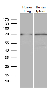 Western blot analysis of extracts of K562 cell lines, using POLB antibody.