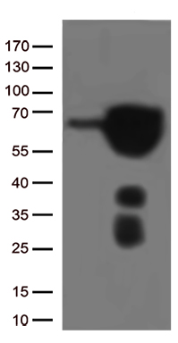 /assets/images/antibody/100/ta807239-1-w.jpg