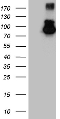 Western blot analysis of extracts of HeLa cell line and H3 protein expressed in E.coli., using Histone H3 antibody.