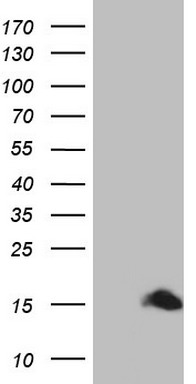 Western blot analysis of extracts of HeLa cell line and H3 protein expressed in E.coli., using MonoMethyl-Histone H3-K36 antibody.