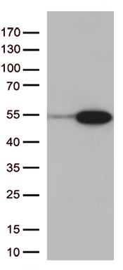/assets/images/antibody/100/ta807531-1-w.jpg