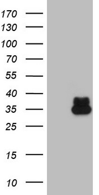 Western blot analysis of rat pancreas lysate: 1. Anti-Free Fatty Acid Receptor 1 (extracellular) antibody, (1:200). 2. Anti-Free Fatty Acid Receptor 1 (extracellular) antibody, preincubated with the control peptide antigen.