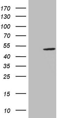 Western blot analysis of rat (lanes 1 and 3) and mouse (lanes 2 and 4) brain lysates: 1, 2. Anti-TrkA (extracellular) antibody, (1:200). 3, 4. Anti-TrkA (extracellular) antibody, preincubated with the control peptide antigen.