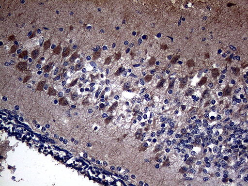 Immunohistochemical staining of paraffin-embedded Human embryonic cerebellum within the normal limits using anti-KAL1 mouse monoclonal antibody. (Heat-induced epitope retrieval by 1mM EDTA in 10mM Tris buffer (pH8.5) at 120°C for 3min, TA808743) (1:500)