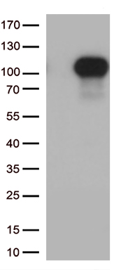 /assets/images/antibody/100/ta809457-1-w.jpg