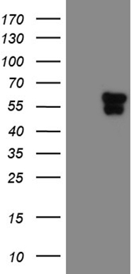 WB Suggested Anti-MYEF2 Antibody Titration: 0.2-1ug/ml; ELISA Titer: 1:12500; Positive Control: PANC1 cell lysate