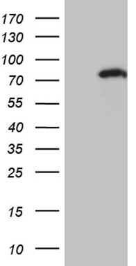 ZNF264 Mouse Monoclonal Antibody [Clone ID: OTI2A6] – CF810490 