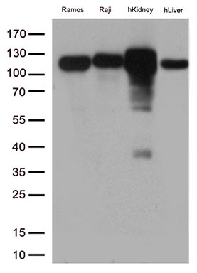 /assets/images/antibody/100/ta810605-8-w.jpg