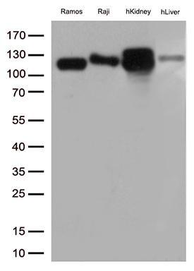 /assets/images/antibody/100/ta810614-8-w.jpg
