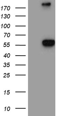 NAGA Mouse Monoclonal Antibody [Clone ID: OTI7F1]