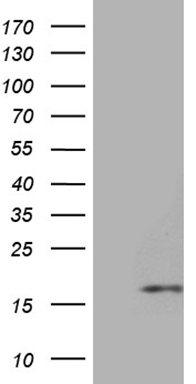 HEK293T cells were transfected with the pCMV6-ENTRY control (Left lane) or pCMV6-ENTRY SEPT3 (RC215771, Right lane) cDNA for 48 hrs and lysed. Equivalent amounts of cell lysates (5 ug per lane) were separated by SDS-PAGE and immunoblotted with anti-SEPT3 (1:2000). Positive lysates LY403438 (100 ug) and LC403438 (20 ug) can be purchased separately from OriGene.