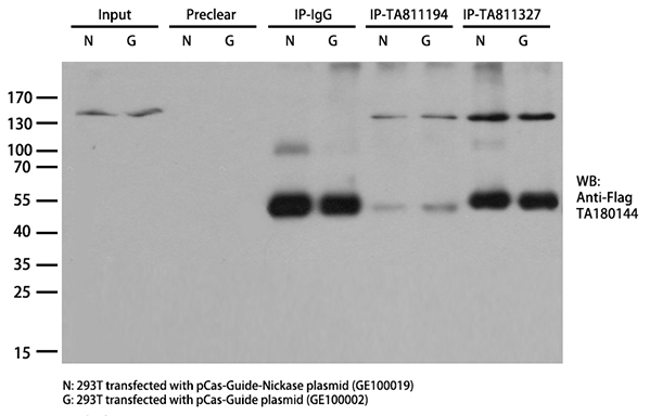 RNA5-8SN2 Mouse Monoclonal Antibody [Clone ID: OTI1C8] – CF811327 