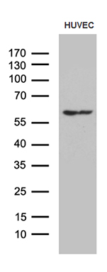 Western blot analysis of extracts (35ug) from HUVEC cell line by using anti-GPR151 monoclonal antibody (1:500).