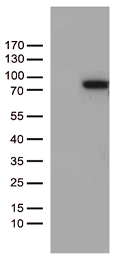 HEK293T cells were transfected with the pCMV6-ENTRY control (Left lane) or pCMV6-ENTRY ZNF317 (RC210071, Right lane) cDNA for 48 hrs and lysed. Equivalent amounts of cell lysates (5 ug per lane) were separated by SDS-PAGE and immunoblotted with anti-ZNF317 (1:500). Positive lysates LY412229 (100ug) and LC412229 (20ug) can be purchased separately from OriGene.