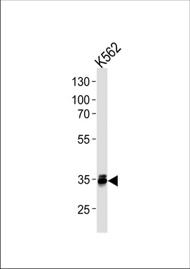 MBD3 Antibody (C-term) (Cat. #TA325172) western blot analysis in K562 cell line lysates (35ug/lane).This demonstrates the MBD3 antibody detected the MBD3 protein (arrow).