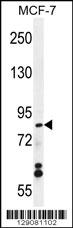 WDR27 Antibody (N-term) (Cat. #TA324436) western blot analysis in MCF-7 cell line lysates (35ug/lane).This demonstrates the WDR27 antibody detected the WDR27 protein (arrow).