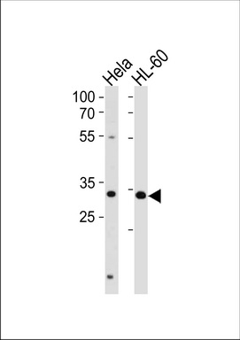 TFAP4 Antibody (Center) (Cat. #TA324454) western blot analysis in Hela, HL-60 cell line lysates (35ug/lane).This demonstrates the TFAP4 antibody detected the TFAP4 protein (arrow).